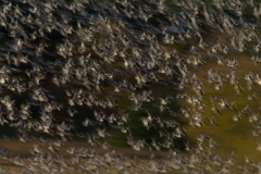 E69P8010-1
