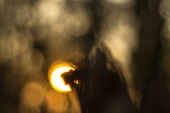 MG_3350-1