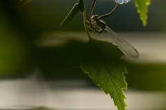 MG_8397-1