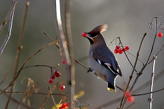 waxwing1_filtered