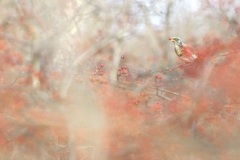 fieldfare