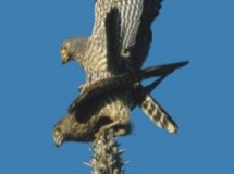 kestrel