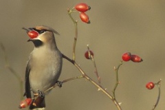 waxwing_filtered
