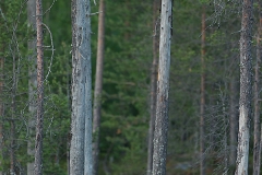 E69P8350-1