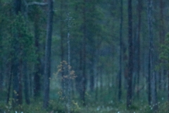 E69P9431-1