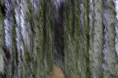 Birch