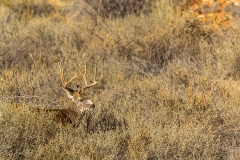 _MG_9339-1